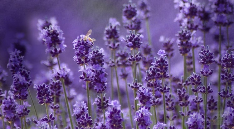 Ý Nghĩa Của Hoa Oải Hương Lavender – HAKU Farm