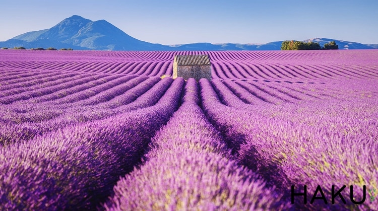 Hình nền này sẽ đem đến cho bạn cảm giác nhẹ nhàng và sảng khoái với vẻ đẹp tuyệt vời của hoa lavender. Màu tím dịu dàng và hương thơm quyến rũ sẽ làm hài lòng ngay cả những khách hàng khó tính nhất. Không nên bỏ qua cơ hội thưởng thức hình nền tuyệt đẹp này!