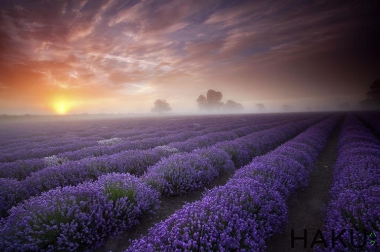 hinh anh cac loai hoa lavender va cach phan biet cac dong hoa lavender