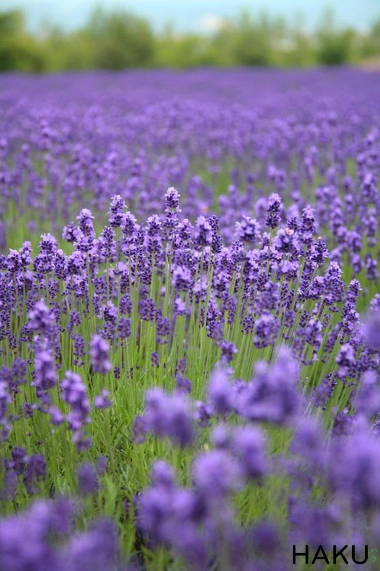 Ý nghĩa của hoa Lavender  100 hình nền ảnh hoa oải hương