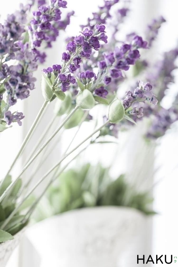 hoa oai huong lavender gia