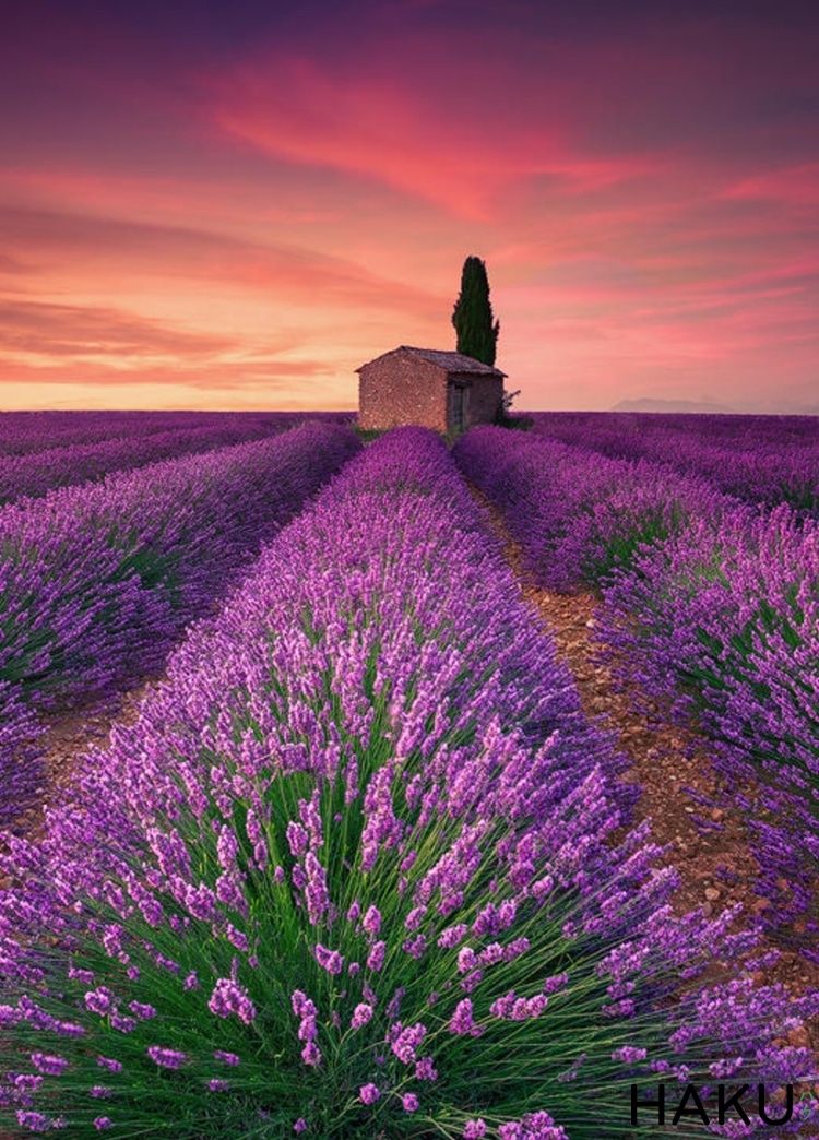 Chi tiết 100 hình nền lavender tuyệt vời nhất  thdonghoadian