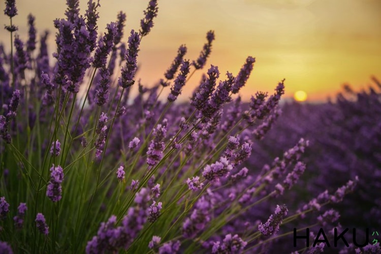 39 Hình Ảnh Hoa Oải Hương Lavender Đẹp Nhất - Siêu Lãng Mạn