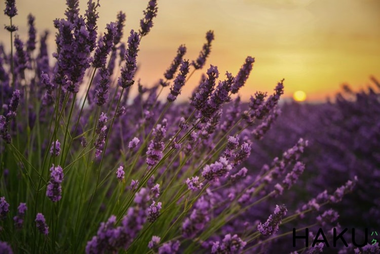 Hình Ảnh Hoa Oải Hương Lavender Đẹp Nhất là một tuyệt tác về màu sắc và hình dạng. Với những đóa hoa tím nhỏ xinh và lá xanh nhẹ nhàng, chúng sẽ khiến bạn say đắm.