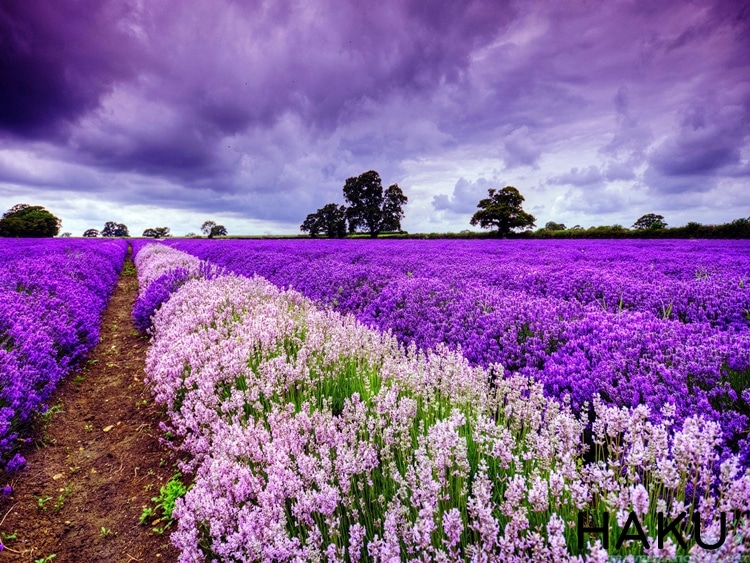 39 Hình Ảnh Hoa Oải Hương Lavender Đẹp Nhất - Siêu Lãng Mạn
