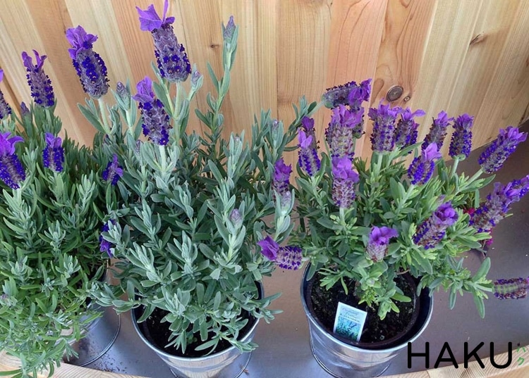 trong hoa lavender