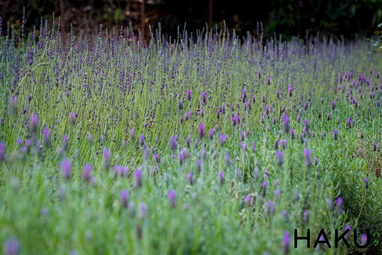 vuon hoa oai huong lavender van thanh da lat