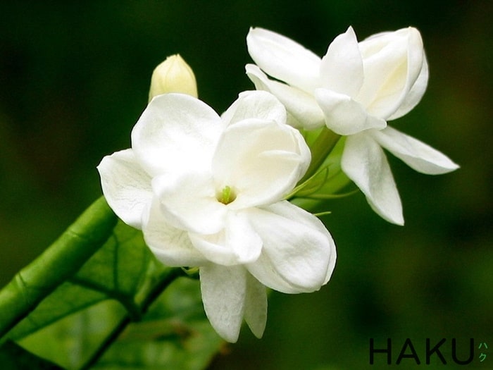 y nghia cua hoa nhai jasmine